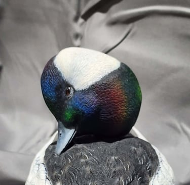 Bufflehead carved by Augie Ciresi