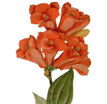Vintage botanical illustration of a cluster of red flowers.
