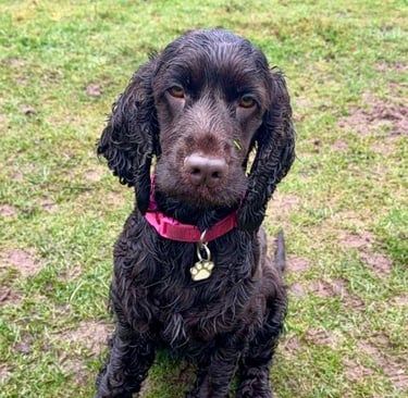 Photo of Mandy's dog Wilma