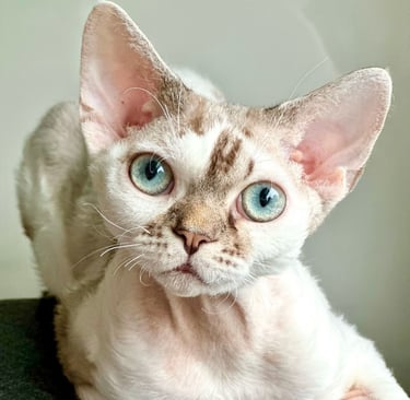 Mikki Mouse - a cat with aqua eyes