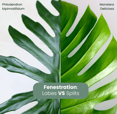 Guide to fenestrated leaves: splits vs lobes