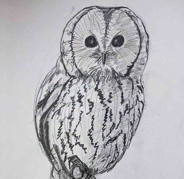Pencil drawing of a Tawny Owl