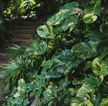 Mature Fenestrated Epipremnum aureum Hawaiian