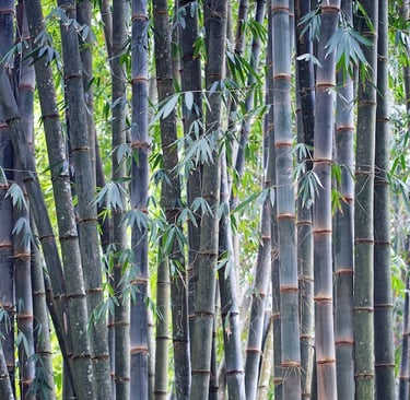 multiple Blue Bamboo Steams with a few leafes