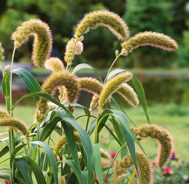 Foxtail millet grass with flowers in the background
