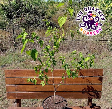 mulberry tree in a pot