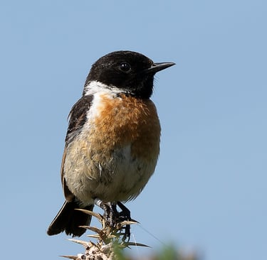 Male Stonechat, Morden Bog NNR, Dorset