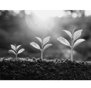 Growing wealth, family, and investment options