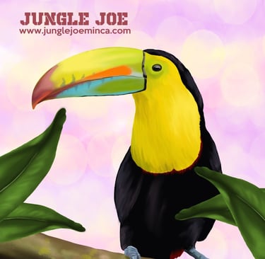 birdwatching tour minca