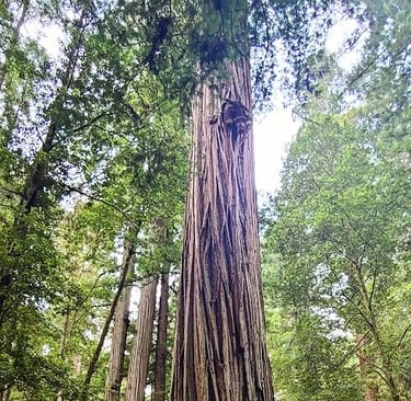 CA Coast - Giant trees along Howland Hill Rd, a narrow dirt road thru Jedediah Smith Redwood Park