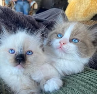 mink bi color ragdoll kitten mitted seal point ragdoll kitten