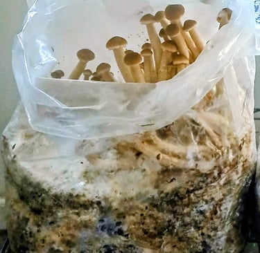 Piopino top fruiting out of grow bag