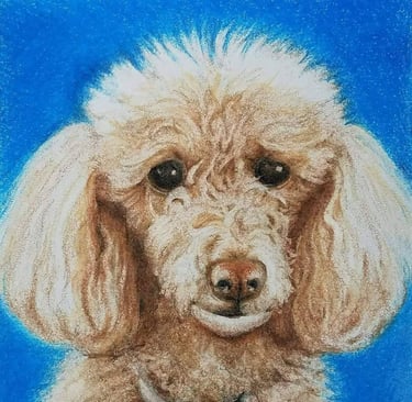 Poodle, colored pencil on 8x10 paper, Laura Roy artist, 2017
