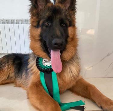 taller de cachorros certificados por un profesional