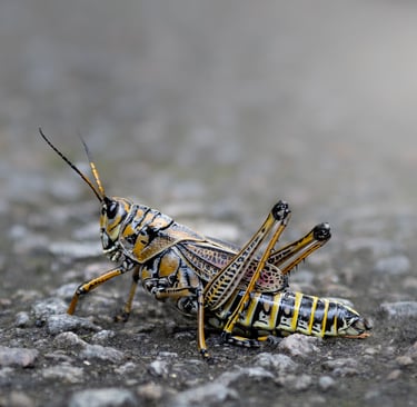 locust