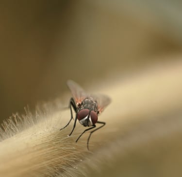 Mosca.