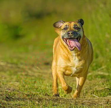 Chien heureux qui courre