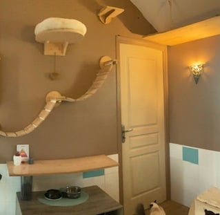 chambre pension féline