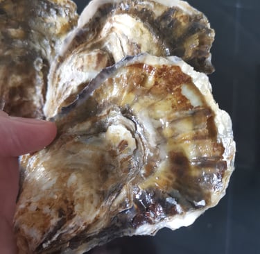 Brancaster oysters are known for their high quality