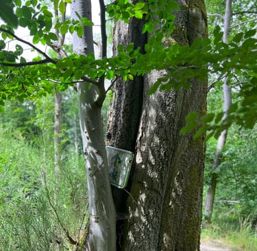 Vergroeid bordje van wandel- of fietsroute in boom langs het pad in het Hürtgenwald.