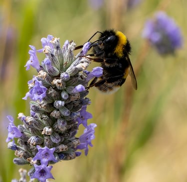 Bumblebee on lavender, RSPB Rye Meads, Herts