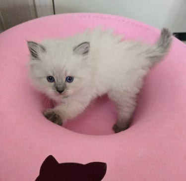 Texas Siberian kitten