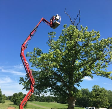 MEWP aerial pruning