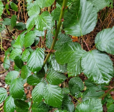 close up picture of blackberry canes and leaves