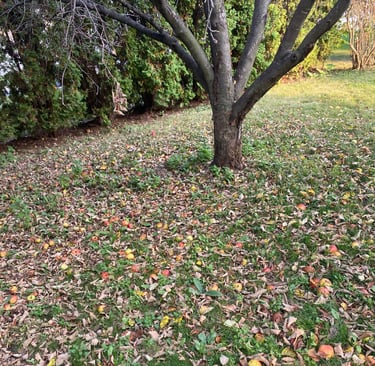 leafs on ground from apple tree