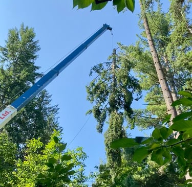 Revelstoke Tree Services