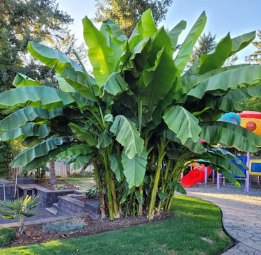 full size banana palms