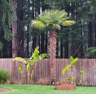mature windmill palm / banana palms early winter