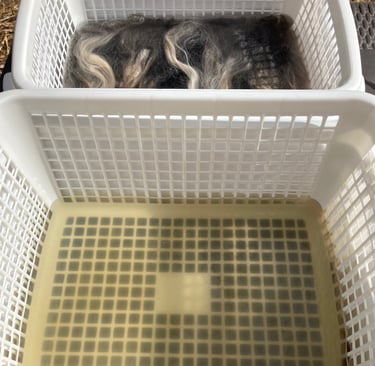 Pushing wool down into water using a plastic basket