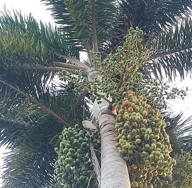 large fruit clusters