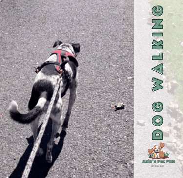 Piper is a spirited dalmatian and regular dog walking client of Julia's Pet Pals in Massachusetts 
