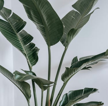 Bird of Paradise plant with naturally split leaves