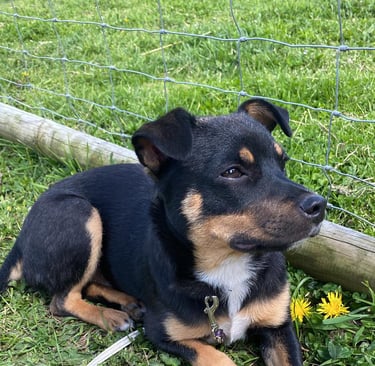 photo chien communication animale 44 blain chateaubriant nozay