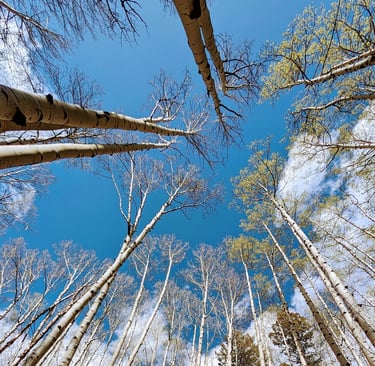 Aspens, Arapahoe Roosevelt, CO