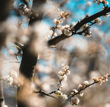Photos de branches en fleurs
