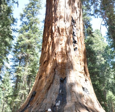 a woman in a pink shirt and a hat is standing in front of a giant sequoia tree