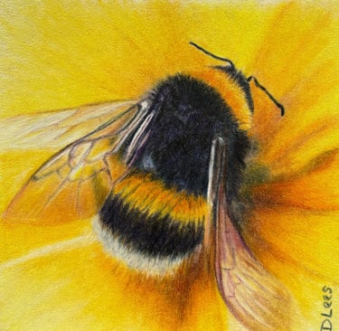 Coloured pencil drawing of a bumble bee on a yellow flower