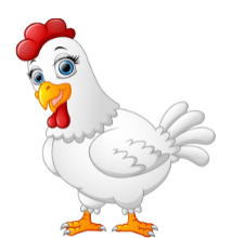 White Chicken Hen