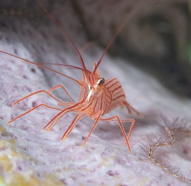 camarao bailarino Lysmata pederseni