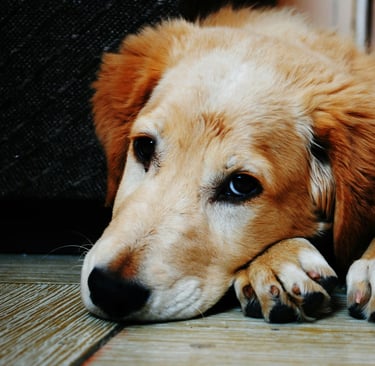 Cachorro com refluxo