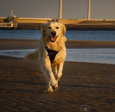 Foto van hond op strand