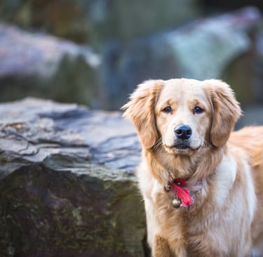 golden retriever