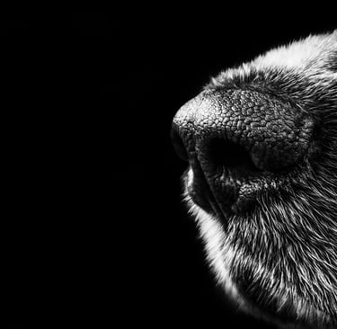 Focinho de cachorro