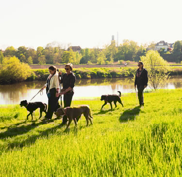 Hundetraining in Merseburg: Social Walk mit angeleinten Hunden unter Anleitung von Basti Matern.