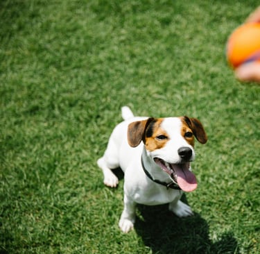 Cachorro pegando bola