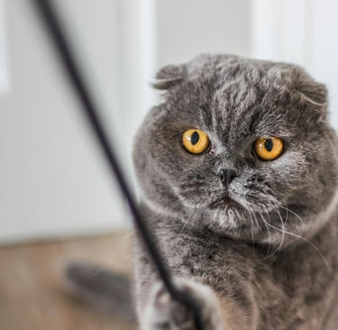Gato cinza